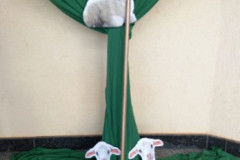RCC_Pastoreio_Diocesano_02-Personalizado