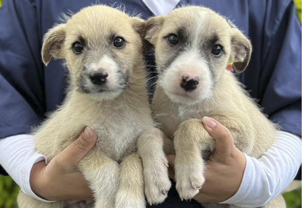 Feira de adoção de animais