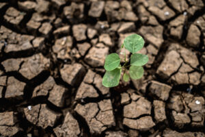 Trees grown in dry, cracked, dry soil in the dry season,global w