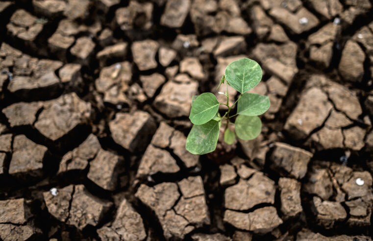 Rezemos pelo grito da Terra, que está com “febre e doente”