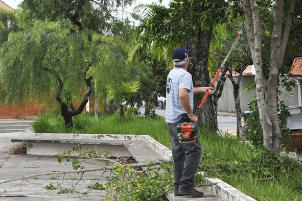 Poda e corte de árvores: Prefeitura  esclarece sobre a Lei nº 15.299