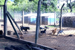 Centro de Controle de Zoonoses de Itu passa por reforma 278
