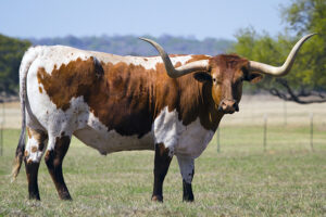 Festival Sou + Agro reúne lazer, gastronomia e atrações para toda a família em Itu Texas longhorn cattle