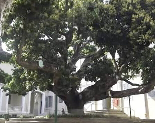 A mangueira missionária!