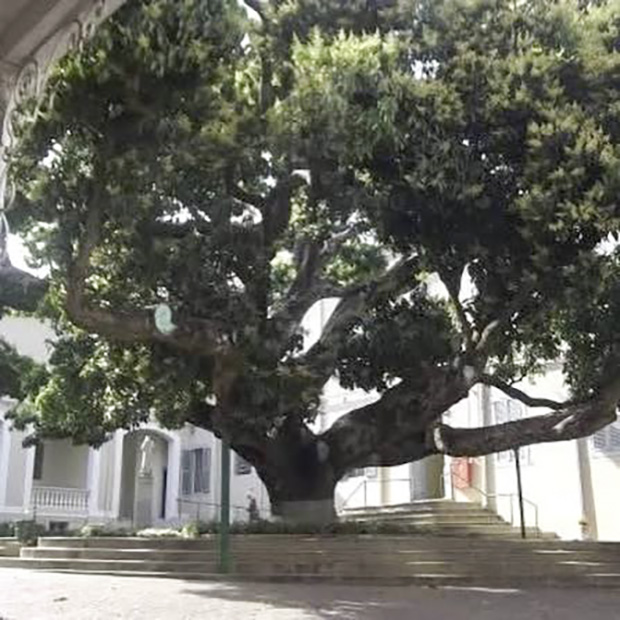 A mangueira missionária!